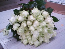 Rosas