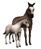 Cavalos