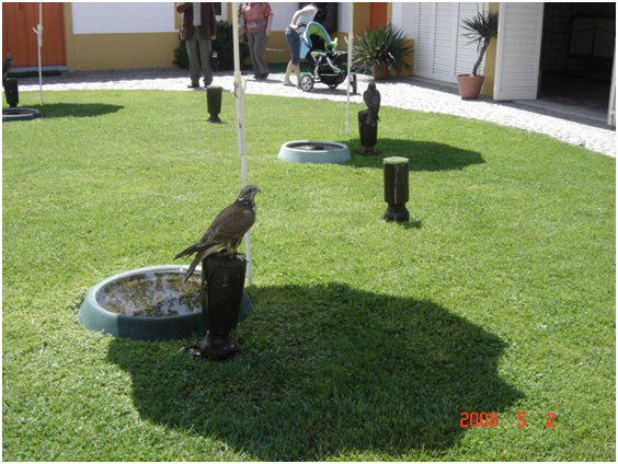 OviBeja OviBeja